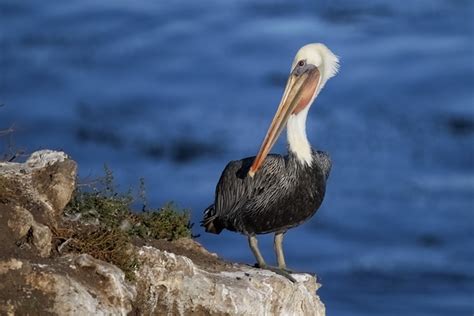 Mature Brown Pelican Pelicanus Occidentalis Observed On Flickr