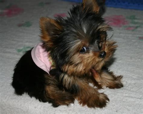 Yorkshire Terrier Puppies For Sale Brooklyn NY 190968