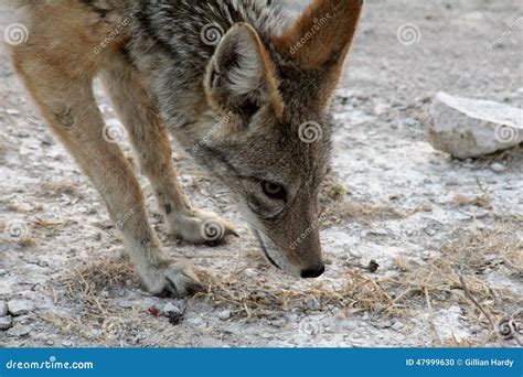 Jackal Portrait Stock Photo Image Of Travel Jackal 47999630