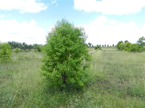 Kakatiya Farms India Sandalwood