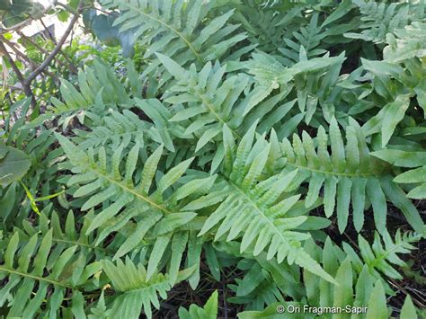 Polypodium Californicum Kaulf Plants Of The World Online Kew Science