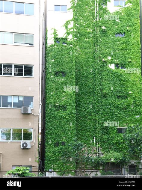 Modern green building with climbing plant or ivy, Eco friendly building ...