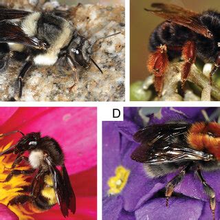 Examples of bumble bee species collected in Arunachal Pradesh ABombus... | Download Scientific ...