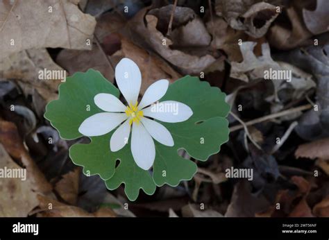 Bloodroot Sanguinaria Canadensis Stock Photo Alamy