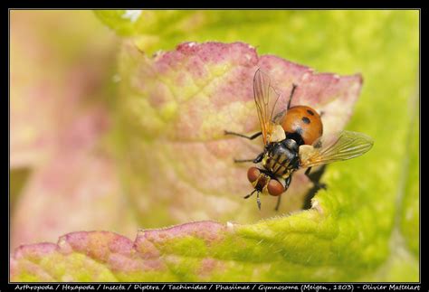 Gymnosoma Meigen Olivier Mattelart Photographe