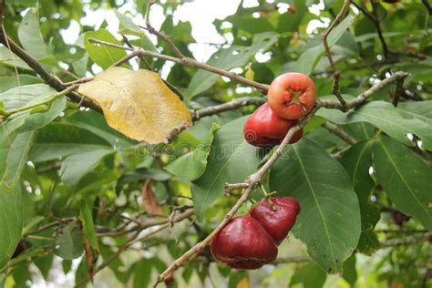 Water Guava or Syzygium Samarangense from Its Fresh Tree Stock Photo ...