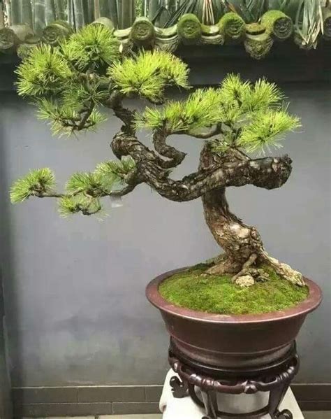 Bonsai Tree Types and Bonsai Art Inspiration