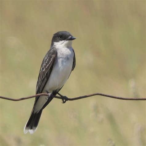 Eastern Kingbird Grass Lake Ontario Canada Jan Mersey Flickr