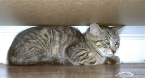 UPDATE: I asked about where to buy a cat/kitten in Brooklyn, and you ...
