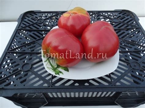 Томат Обильные Маслова: отзывы, фото, урожайность | tomatland.ru
