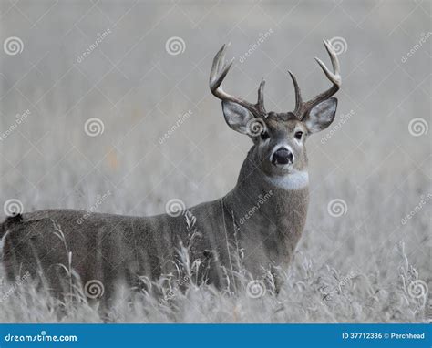 Trophy Whitetail Deer Buck With Amazing Non-typical Antlers Royalty ...