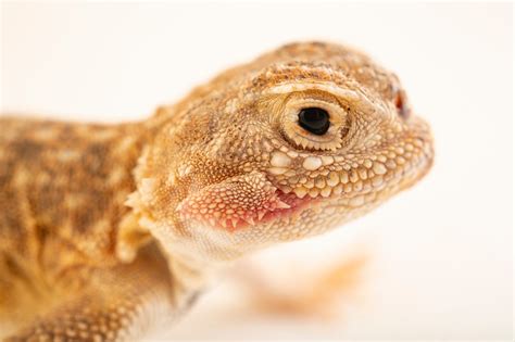 Secret Toad Headed Agama Phrynocephalus Mystaceus Mystaceus Joel