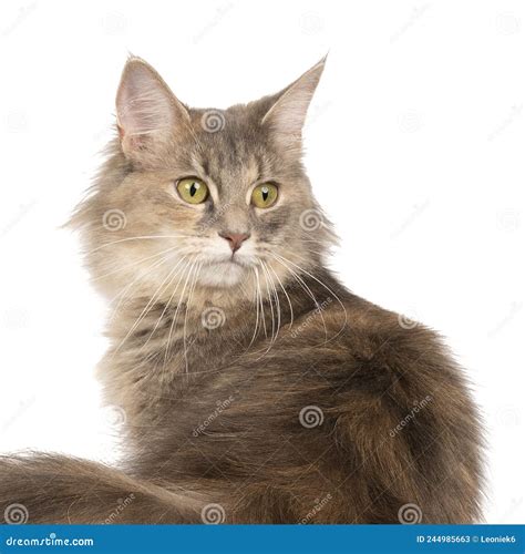 Funny Cute Female Maine Coon Cat Close Up Largest Domesticated Breeds