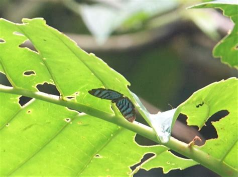 Argyrogrammana From RN La Isla Escondida Orito Putumayo On February