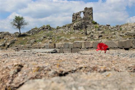 Amapola Roja En El Museo Antiguo Del Aire Abierto De P Rgamo Imagen De