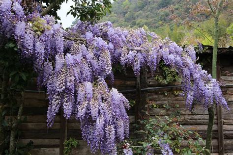 When Does Wisteria Bloom & For How Long? [By Zone]