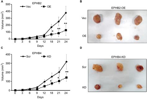 Roles Of Ephb And Ephb In Tumorigenesis And Serrated Neoplasia Note