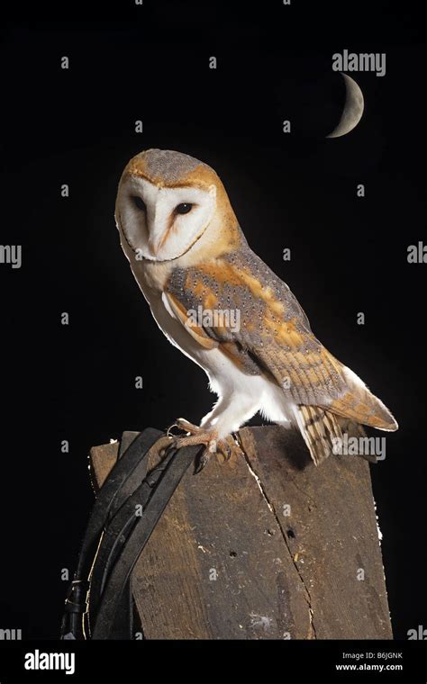 Barn Owl Tyto Alba Portrait And Cresent Moon Stock Photo Alamy