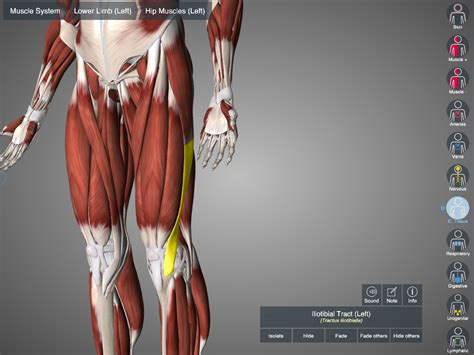 It Band Syndrome Anatomy