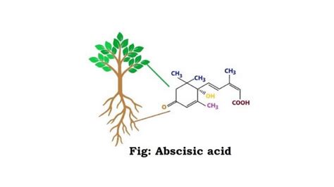 Abscisic Acid Properties And Functions