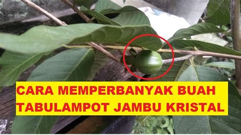 CARA AMPUH MEMPERBANYAK BUAH TABULAMPOT JAMBU KRISTAL YouTube