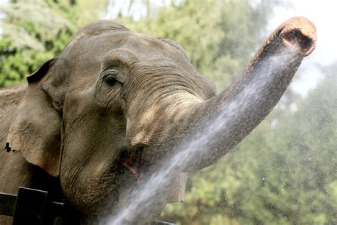 New study finds that elephants evolved the most discerning nose of any ...