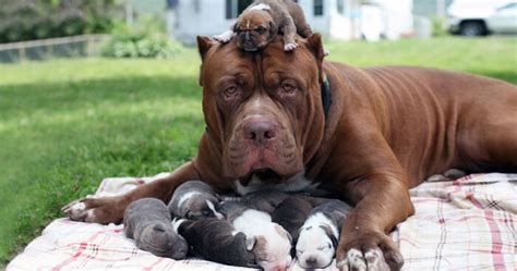 World’s Largest Pitbull “Hulk” Has 8 Puppies Worth Up To Half A Million ...