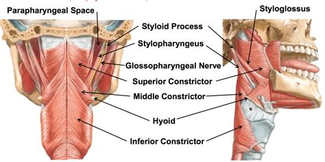 Stylopharyngeus Muscle - Origin, Insertion, Function