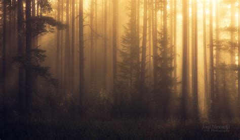 Foggy Pine Forest Ii Blog Joni Niemel Fine Art Photography