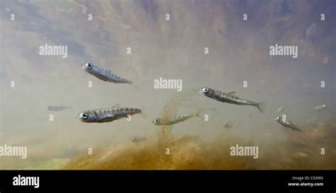 Underwater View Of Chum Salmon Fry Near Mouth Of Stream While Migrating