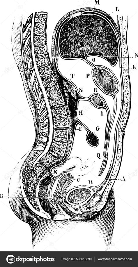 Vertikal Dan Antero Posterior Dari Perut Jalur Peritoneum Daerah