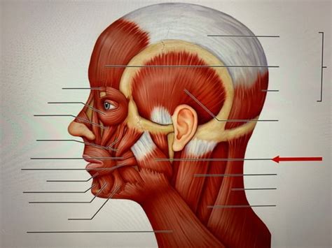 A P 1 Muscles Head Neck Trunk Shoulders Flashcards Quizlet