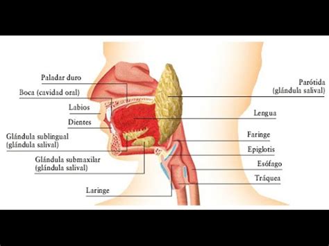 ANATOMÍA DEL APARATO DIGESTIVO Boca faringe y esófago YouTube