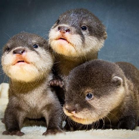 Baby River Otter