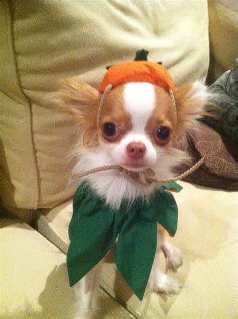 Chihuahua In Costume - Pets Lovers