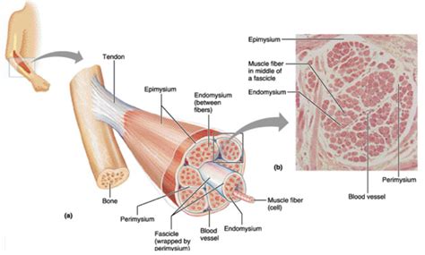 Sarcomere Structure Diagram | Quizlet