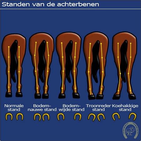 Achterbenen Afwijkende Beenstanden Beenstanden Gebreken