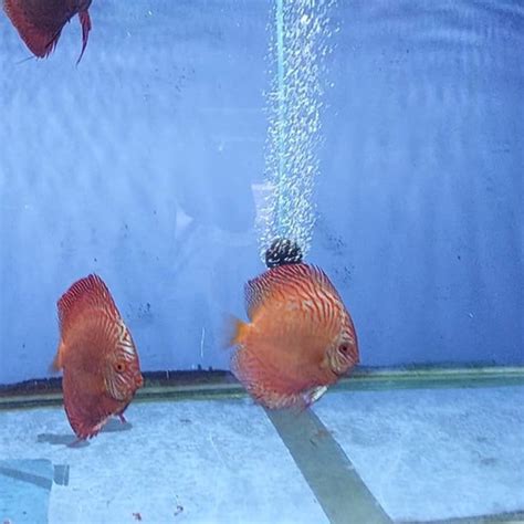 Jual Discus White Tiger Ikandiscus White Tiger Original WT Ikan White