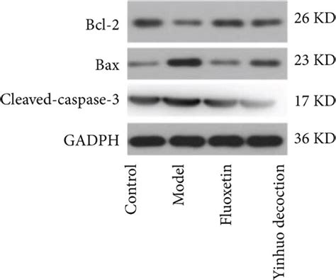 Yinhuo Decoction Reduced The Apoptosis Of Pc12 Cells Treated With Cort