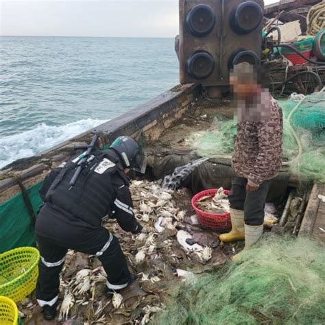 서해안 불법조업 외국어선 또 나포한 달 새 5척 네이트 뉴스