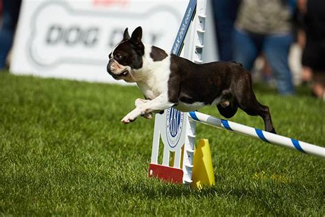 7 Fun Facts About Boston Terriers – American Kennel Club