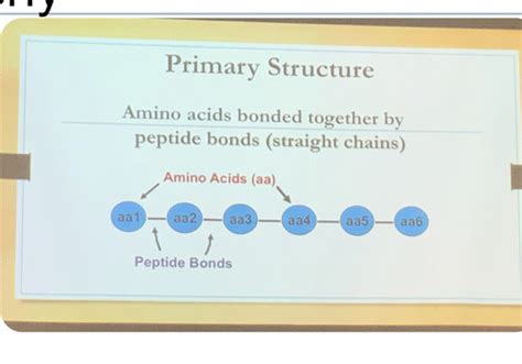 Proteins Flashcards Quizlet