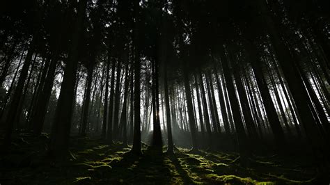 Dark Shadow Sunrays Forest 4K HD Dark Wallpapers | HD Wallpapers | ID ...