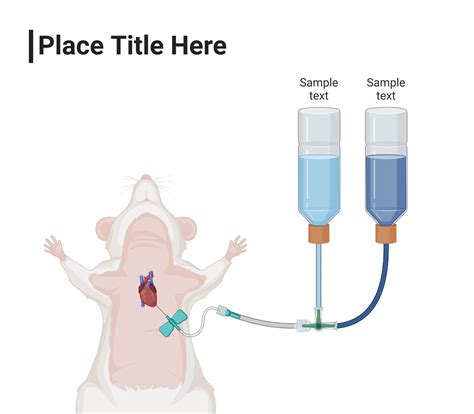 Rodent Transcardial Perfusion 2 (Layout) | BioRender Science Templates