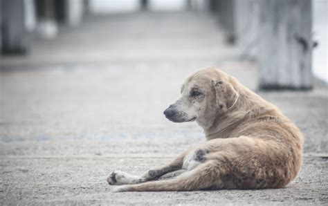 Los Veterinarios Municipales De Toda Espa A Y Zoetis Se Unen Para