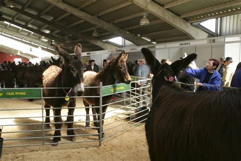 La Feria De San Vitero No Volver A Contar Con La Subasta De Burros