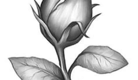 Rose Bud Drawing Best Drawing Skill