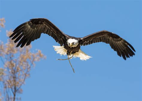 Bald Eagle - Los Angeles Zoo and Botanical Gardens