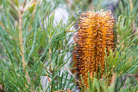 Banksia Honeyeater Delight Pot Hello Hello Plants