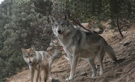 Wolf Facts California Wolf Center